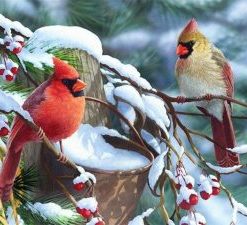 Winter Birds Painting By Number