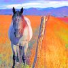 Horse In Field paint by numbers