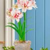 elvas amaryllis pot paint by numbers