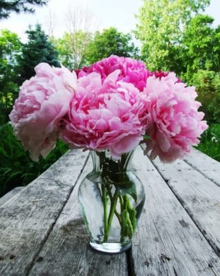 Peonies In Glass paint by numbers