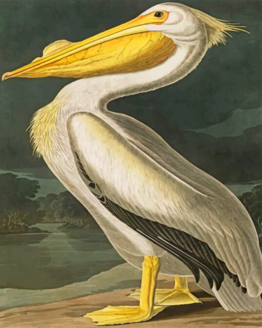 Aesthetic White Pelican paint by numbers