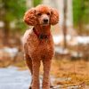 brown-poodle-paint-by-numbers