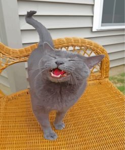 russian-blue-meowing-paint-by-numbers