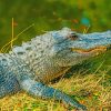 Alligator-resting-near-a-lake-paint-by-numbers