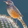 Wren Bird Paint by numbers