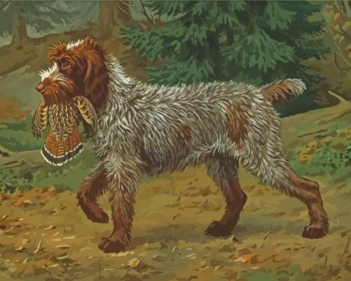 Wirehaired Pointing Griffon Hunting Paint by numbers