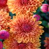 aesthetic-chrysanthemum-paint-by-numbers