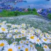 Beautiful Daisy Field Paint by numbers