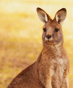 Kangaroo