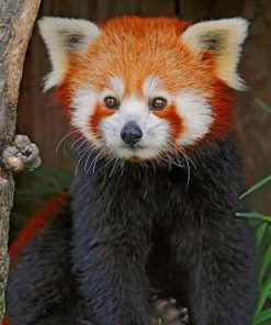 red-panda-paint-by-numbers-2