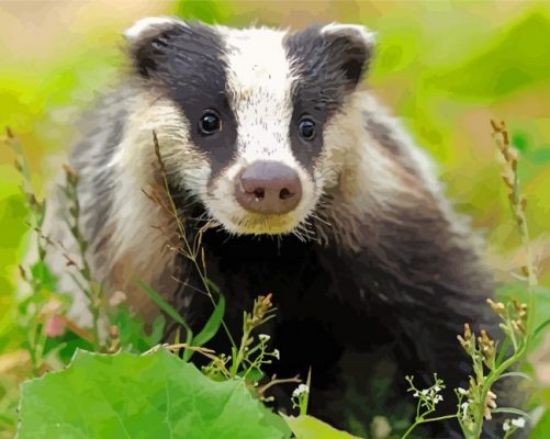 Scotland Badger Paint by numbers