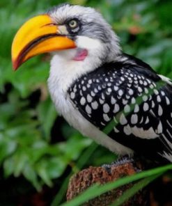 Yellow Billed Hornbill Paint by numbers