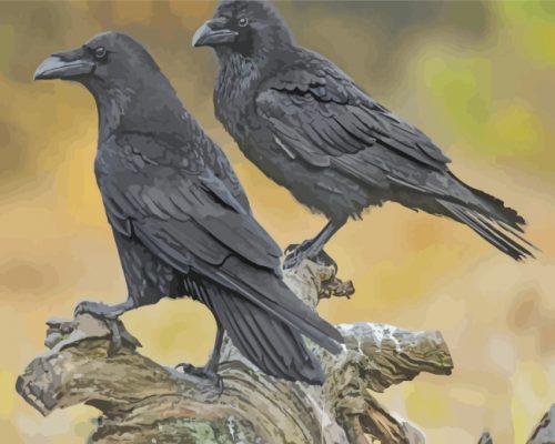 Ravens Birds paint by numbers