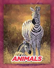 Animals