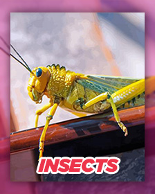 Insects