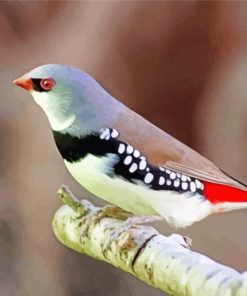 Diamond Firetail Finch Bird On A Branch Paint By Numbers