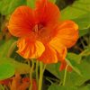 Nasturtium Flower Plant Paint By Numbers