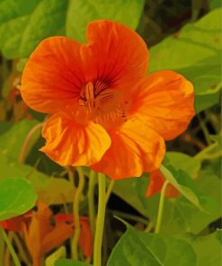 Nasturtium Flower Plant Paint By Numbers