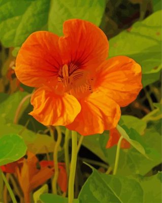 Nasturtium Flower Plant Paint By Numbers