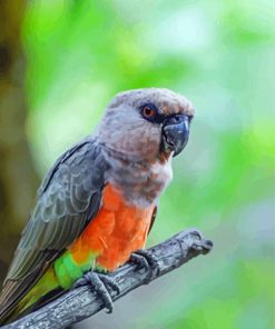 Red Bellied Parrot Paint By Numbers