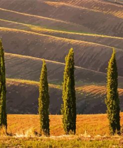 Aesthetic Cypress Trees Paint By Numbers