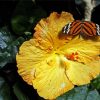 Butterfly On Orange Hibiscus Paint By Numbers