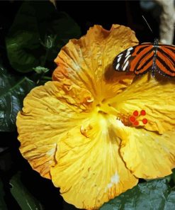 Butterfly On Orange Hibiscus Paint By Numbers