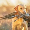 Pheasant Hunting With Puppy Paint By Numbers