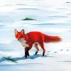 Red Fox In Snow Art Paint By Numbers