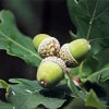 Nature Leaves And Acorns Paint By Numbers