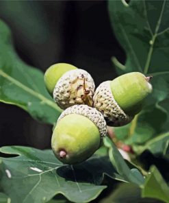 Nature Leaves And Acorns Paint By Numbers