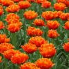 Orange Peony Tulip Flowers Paint By Numbers