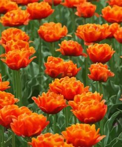 Orange Peony Tulip Flowers Paint By Numbers