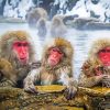 Snow Monkeys Animals Paint By Numbers