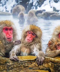 Snow Monkeys Animals Paint By Numbers