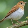 Veery Bird Paint By Numbers