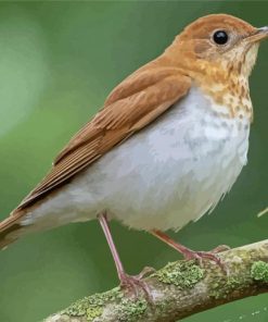 Veery Bird Paint By Numbers