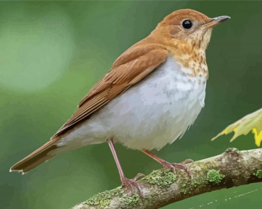 Veery Bird Paint By Numbers