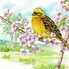 Yellowhammer On Cherry Blossom Paint By Numbers