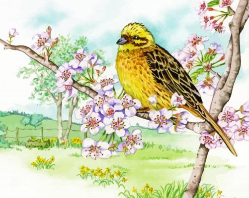 Yellowhammer On Cherry Blossom Paint By Numbers