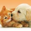 Cute Tabby Kitten And Golden Spaniel Puppy Paint By Numbers