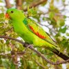 Green Australian King Parrot Paint By Numbers