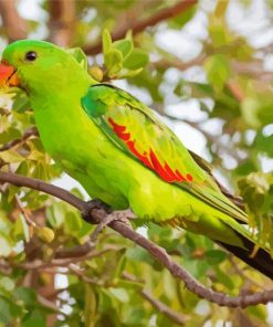 Green Australian King Parrot Paint By Numbers