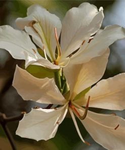 White Bauhinia Variegata Flowers Paint By Numbers