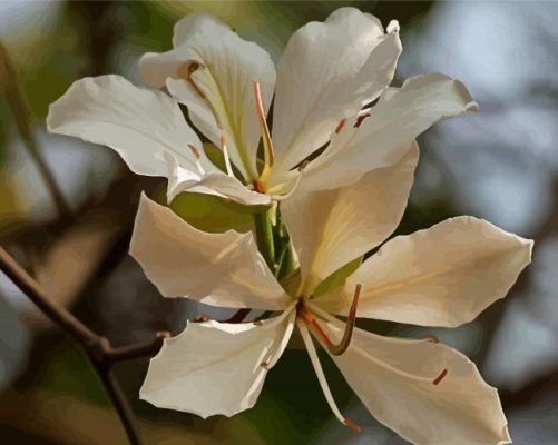 White Bauhinia Variegata Flowers Paint By Numbers