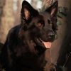 Black German Shepherd Dog Paint By Numbers