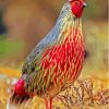 Blood Pheasant Bird Paint By Numbers