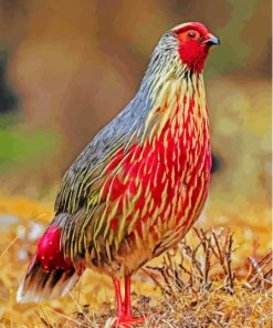 Blood Pheasant Bird Paint By Numbers