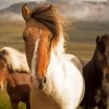 Close Up Icelandic Horses Paint By Numbers