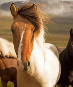 Close Up Icelandic Horses Paint By Numbers